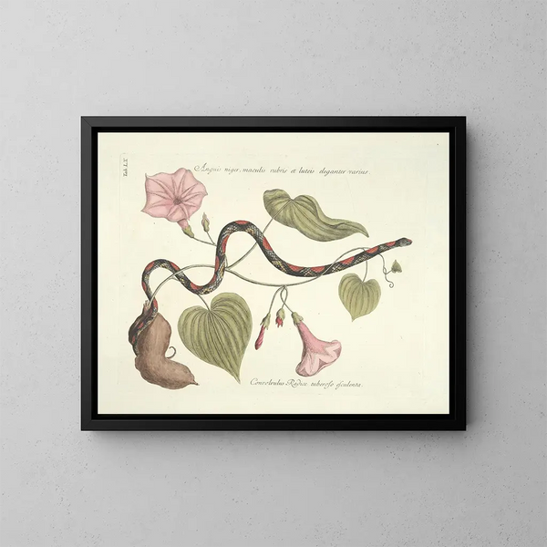 Bilder von Fischen, Schlangen, Insekten und anderen Tieren sowie einiger Pflanzen Pl060 - Mark Catesby — gerahmtes Bild an der Wand