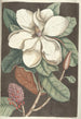 Piscium serpentum insectorum aliorumque nonnullorum animalum nec non plantarum quarundam imagines Pl061 - Mark Catesby — Ansicht des Kunstwerks