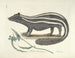 Bilder von Fischen, Schlangen, Insekten und anderen Tieren sowie einiger Pflanzen Pl062 - Mark Catesby — Ansicht des Kunstwerks