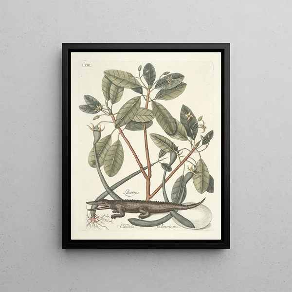 Mark Catesby - Piscium serpentum insectorum aliorumque nonnullorum animalum nec non plantarum quarundam imagines Pl063.webp