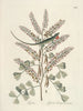 Fische, Schlangen, Insekten und einige andere Tiere sowie einige Pflanzenbilder Pl066 - Mark Catesby — Ansicht des Kunstwerks