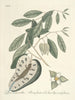 Fische, Schlangen, Insekten und einige andere Tiere sowie einige Pflanzenfotos Pl067 - Mark Catesby — Ansicht des Kunstwerks
