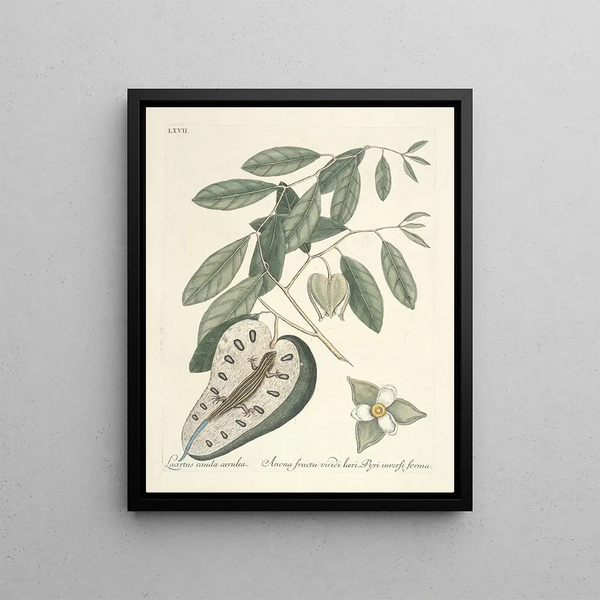 Mark Catesby - Piscium serpentum insectorum aliorumque nonnullorum animalum nec non plantarum quarundam imagines Pl067.webp