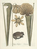 Fische, Schlangen, Insekten und einige andere Tiere sowie einige Pflanzenbilder Pl069 - Mark Catesby — Ansicht des Kunstwerks