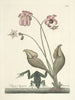 Fische, Schlangen, Insekten und einige andere Tiere sowie einige Pflanzenbilder Pl070 - Mark Catesby — Ansicht des Kunstwerks