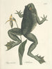 Fische, Schlangen, Insekten und einige andere Tiere sowie einige Pflanzenfotos Pl072 - Mark Catesby — Ansicht des Kunstwerks