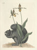 Fische, Schlangen, Insekten und einige andere Tiere sowie einige Pflanzenbilder Pl073 - Mark Catesby — Ansicht des Kunstwerks