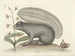 Bilder von Fischen, Schlangen, Insekten und anderen Tieren sowie einiger Pflanzen Pl074 - Mark Catesby — Ansicht des Kunstwerks