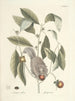 Fische, Schlangen, Insekten und einige andere Tiere sowie einige Pflanzenbilder Pl076 - Mark Catesby — Ansicht des Kunstwerks