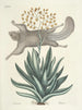 Fische, Schlangen, Insekten und einige andere Tiere sowie einige Pflanzenfotos Pl077 - Mark Catesby — Ansicht des Kunstwerks
