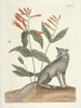 Fische, Schlangen, Insekten und einige andere Tiere sowie einige Pflanzenbilder Pl078 - Mark Catesby — Ansicht des Kunstwerks
