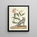 Fische, Schlangen, Insekten und einige andere Tiere sowie einige Pflanzenbilder Pl078 - Mark Catesby — gerahmtes Bild an der Wand