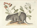 Bilder von Fischen, Schlangen, Insekten und anderen Tieren sowie einiger Pflanzen Pl079 - Mark Catesby — Ansicht des Kunstwerks