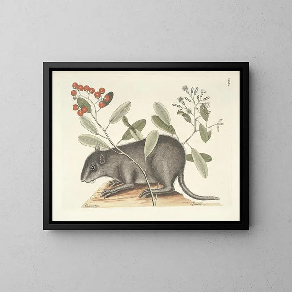 Bilder von Fischen, Schlangen, Insekten und anderen Tieren sowie einiger Pflanzen Pl079 - Mark Catesby — gerahmtes Bild an der Wand