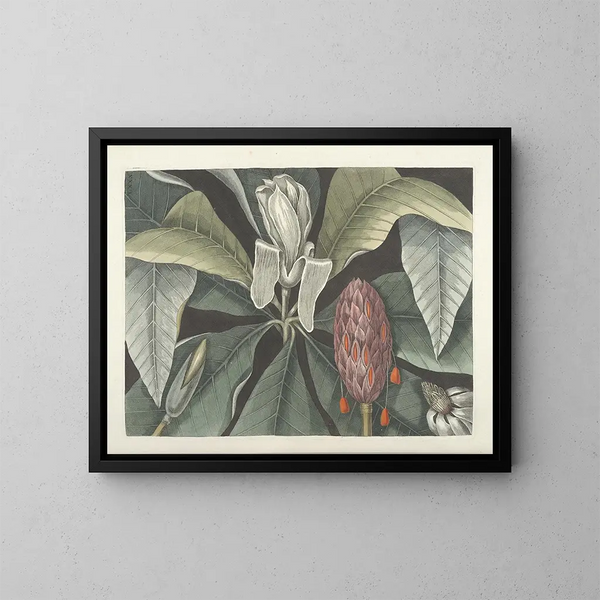 Bilder von Fischen, Schlangen, Insekten und anderen Tieren sowie einiger Pflanzen Pl080 - Mark Catesby — gerahmtes Bild an der Wand