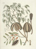 Fische, Schlangen, Insekten und einige andere Tiere sowie einige Pflanzenfotos Pl081 - Mark Catesby — Ansicht des Kunstwerks