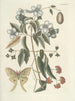 Fische, Schlangen, Insekten und einige andere Tiere sowie einige Pflanzenbilder Pl084 - Mark Catesby — Ansicht des Kunstwerks