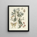 Fische, Schlangen, Insekten und einige andere Tiere sowie einige Pflanzenbilder Pl084 - Mark Catesby — gerahmtes Bild an der Wand