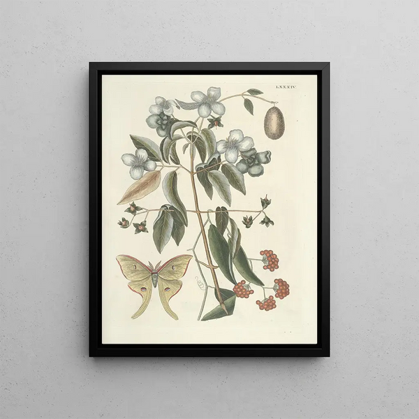 Mark Catesby - Piscium serpentum insectorum aliorumque nonnullorum animalum nec non plantarum quarundam imagines Pl084.webp