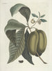 Fische, Schlangen, Insekten und einige andere Tiere sowie einige Pflanzenfotos Pl085 - Mark Catesby — Ansicht des Kunstwerks