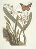 Fische, Schlangen, Insekten und einige andere Tiere sowie einige Pflanzenfotos Pl088 - Mark Catesby — Ansicht des Kunstwerks