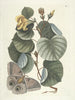 Fische, Schlangen, Insekten und einige andere Tiere sowie einige Pflanzenbilder Pl090 - Mark Catesby — Ansicht des Kunstwerks