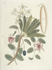 Fische, Schlangen, Insekten und einige andere Tiere sowie einige Pflanzenbilder Pl093 - Mark Catesby — Ansicht des Kunstwerks