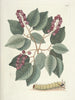 Fische, Schlangen, Insekten und einige andere Tiere sowie einige Pflanzenbilder Pl094 - Mark Catesby — Ansicht des Kunstwerks