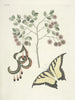 Fische, Schlangen, Insekten und einige andere Tiere sowie einige Pflanzenbilder Pl097 - Mark Catesby — Ansicht des Kunstwerks