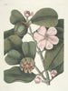 Fische, Schlangen, Insekten und einige andere Tiere sowie einige Pflanzenbilder Pl099 - Mark Catesby — Ansicht des Kunstwerks