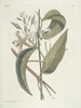 Fische, Schlangen, Insekten und einige andere Tiere sowie einige Pflanzenfotos Pl104 - Mark Catesby — Ansicht des Kunstwerks