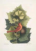 Platinus Occidentalis Le Platane Occidental Muscicapa Rubra Le Tangara d'Été - Mark Catesby — Ansicht des Kunstwerks