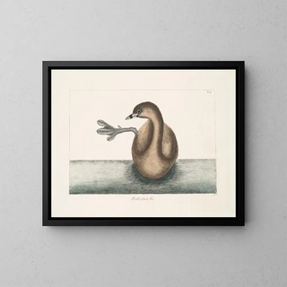 Der Schwarzhalstaucher - Mark Catesby — gerahmtes Bild an der Wand