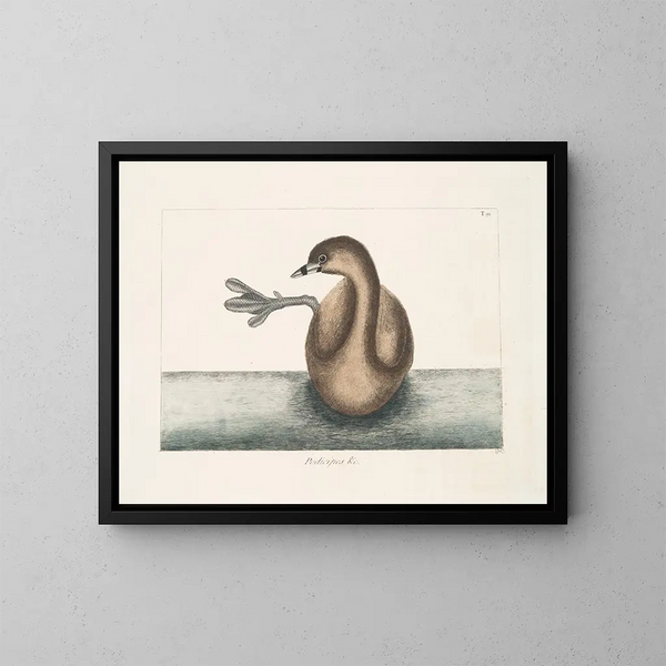 Der Schwarzhalstaucher - Mark Catesby — gerahmtes Bild an der Wand