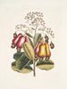 Pomifera c Le Cushew Tree - Mark Catesby — Ansicht des Kunstwerks