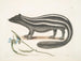 PseudoPhalangium ramosum Putorius le Putois - Mark Catesby — Ansicht des Kunstwerks