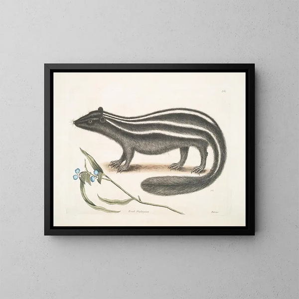 PseudoPhalangium ramosum Putorius le Putois - Mark Catesby — gerahmtes Bild an der Wand