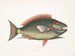 Psittacus und der Papageienfisch - Mark Catesby — Ansicht des Kunstwerks