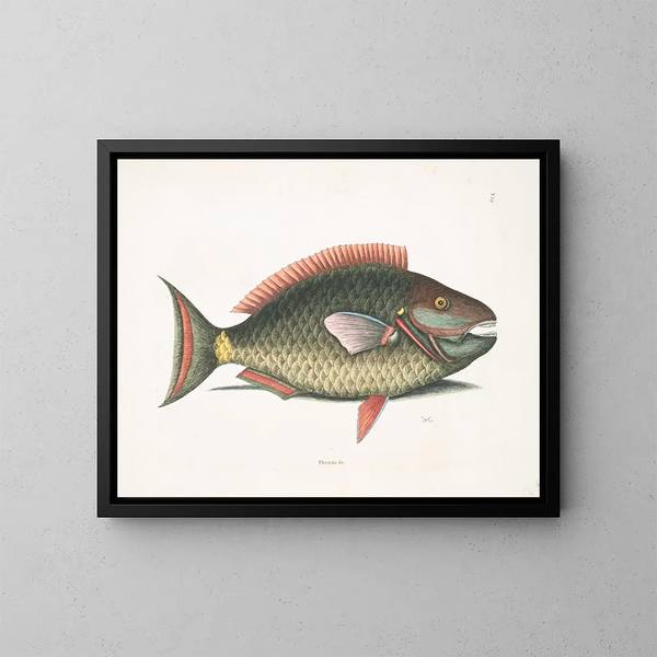Psittacus und der Papageienfisch - Mark Catesby — gerahmtes Bild an der Wand