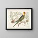 Der Papagei von Caroline - Mark Catesby — gerahmtes Bild an der Wand