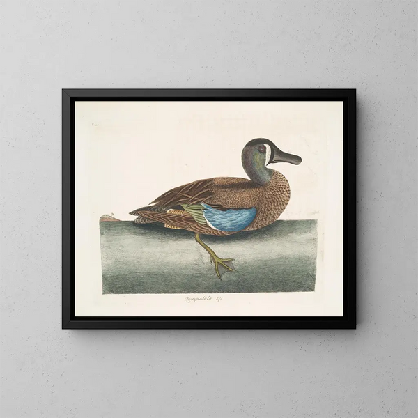 Singschwan mit weißem Gesicht - Mark Catesby — gerahmtes Bild an der Wand