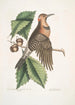 Quercus Castanea foliis procera Arbor Virginiana Chêne Châtaignier Picus carius major alis aureis Le Pic aux Ailes Dorées - Mark Catesby — Ansicht des Kunstwerks