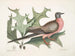 Chêne écarlate, feuilles plus larges et épineuses, Pigeon migrateur - Mark Catesby — Ansicht des Kunstwerks