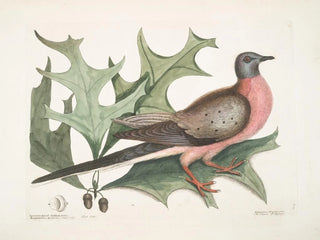 Mark Catesby - Quercus Esculi divisura foliis amplioribus aculeatis Red Oak Palumbus Migratorius The Pigeon of Passage.webp