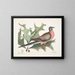 Chêne écarlate, feuilles plus larges et épineuses, Pigeon migrateur - Mark Catesby — gerahmtes Bild an der Wand