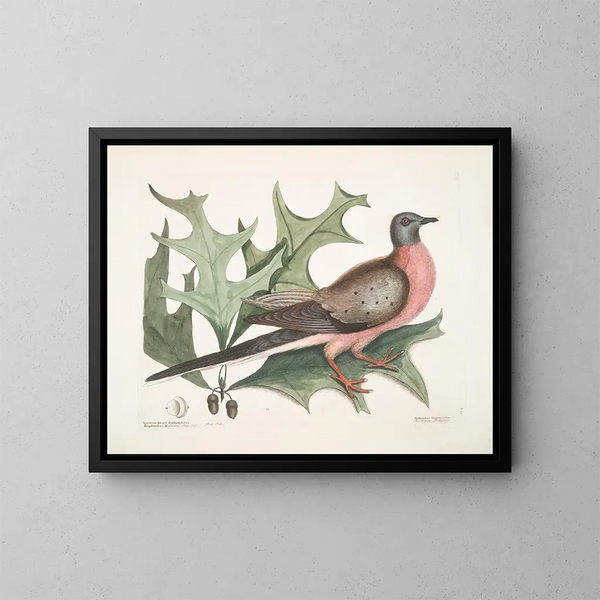 Chêne écarlate, feuilles plus larges et épineuses, Pigeon migrateur - Mark Catesby — gerahmtes Bild an der Wand