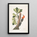 Quercus folio non serrato in summitate quasi triangulo Eiche d'Eau Picus capite toto rubro Le Pic à Tête Rouge - Mark Catesby — gerahmtes Bild an der Wand