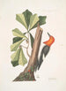 Quercus folio non serrato in summitate quasi triangulo Eiche d'Eau Picus capite toto rubro Le Pic à Tête Rouge - Mark Catesby — Ansicht des Kunstwerks