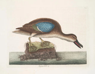 Der blaue Fliegende Enten - Mark Catesby — Ansicht des Kunstwerks