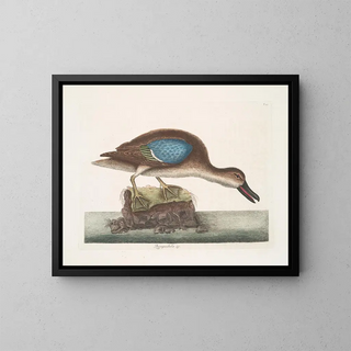 Der blaue Fliegende Enten - Mark Catesby — gerahmtes Bild an der Wand